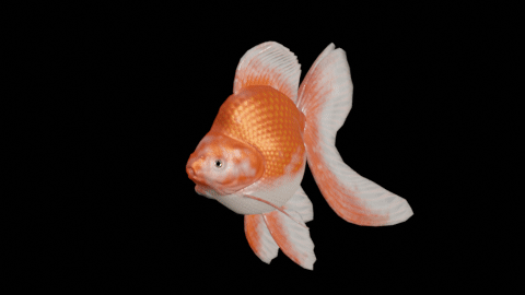 Ryukin goldfish preview image 1
